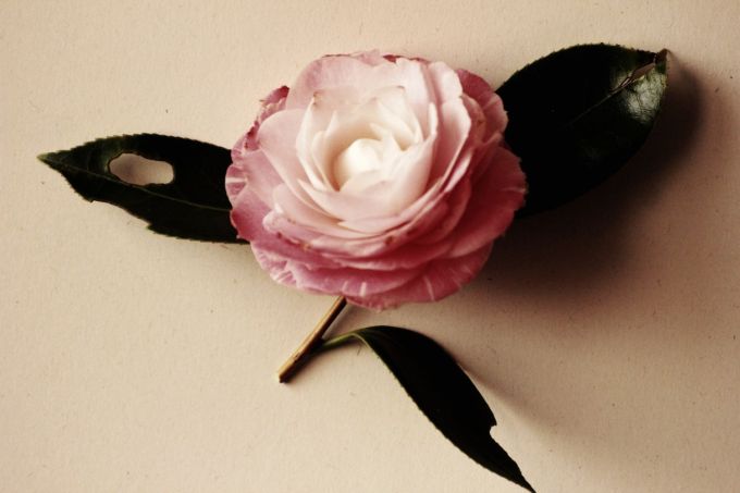 fratus_camelia_a_redux