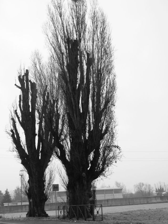 fratus_pioppicipressini_alessandrino