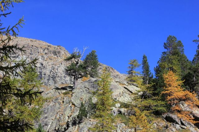 fratus_vda_forestescolpite_savoney3