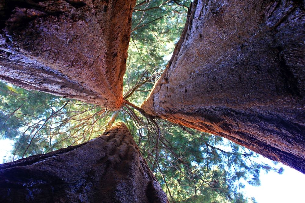 La scoperta dei giganti&nbsp;rossi