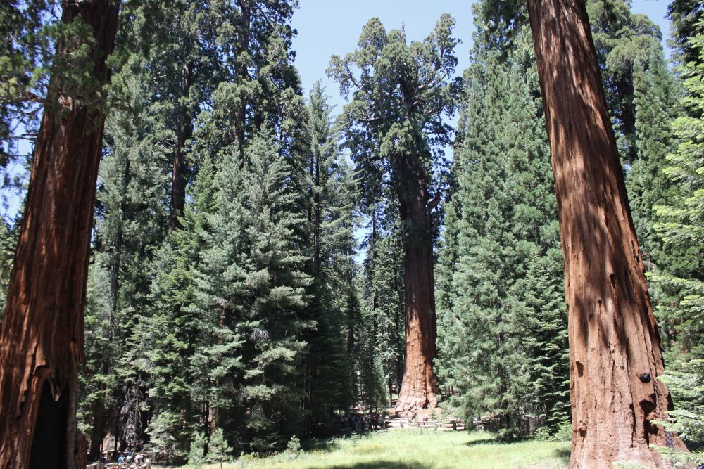 Il più grande albero del&nbsp;mondo