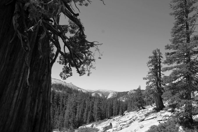 hr_fratus_california_juniperus_olmsteadpoint_1