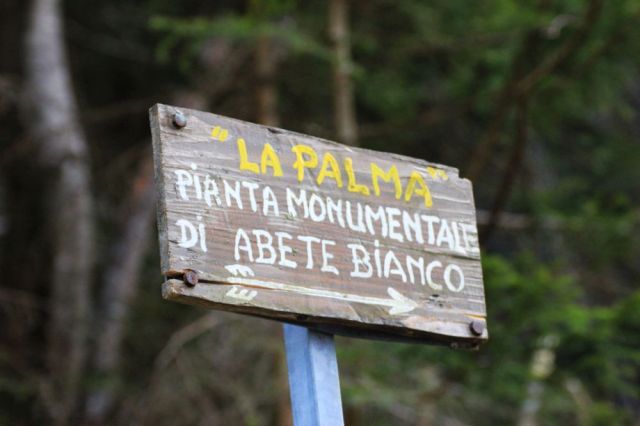 lapalma_boscozermula_fratus_2015_redux