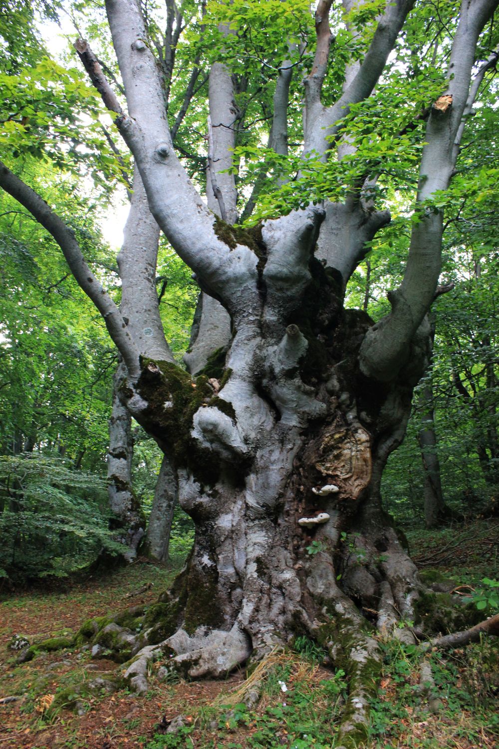 Affondando nell’oscurità del Bosco di Sant’Antonio