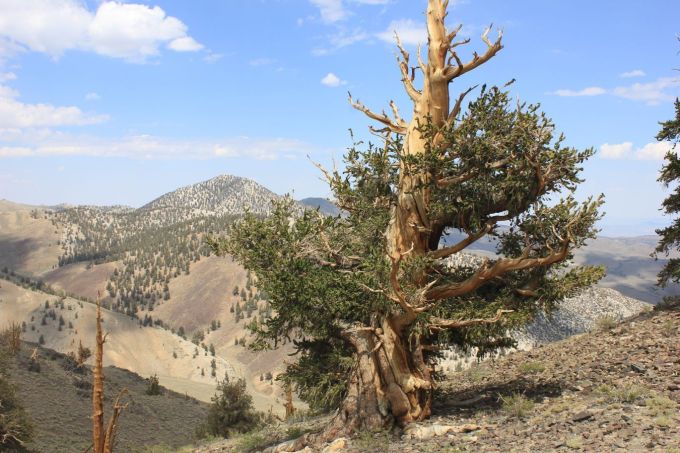 patriarchgrove_fratus_2013_g