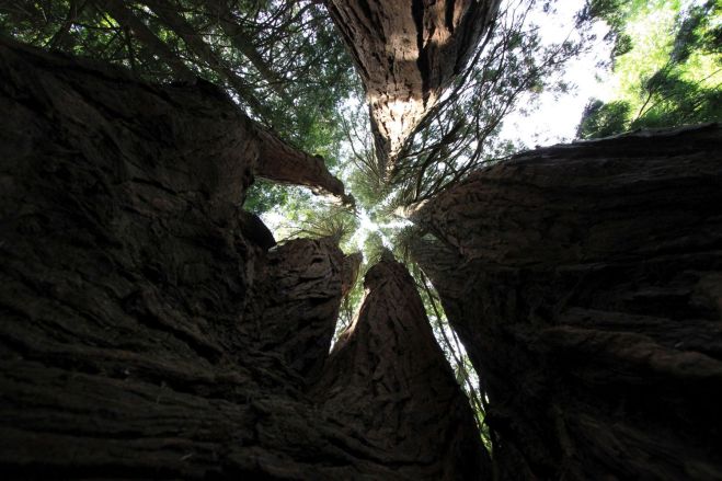 vallombrosa_fratus_calocedromonumentale_redux