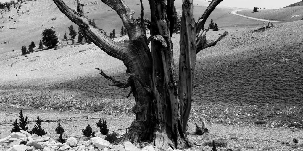 I prossimi festival&nbsp;estivi