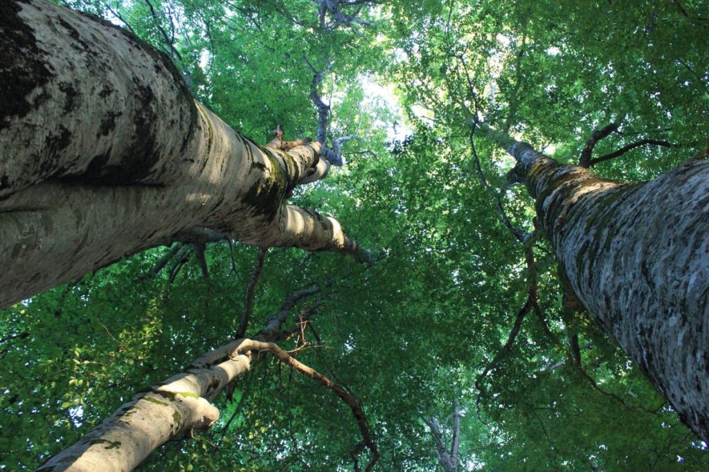 Grazie all’Istituto Montessori di Somma Vesuviana&nbsp;(NA)