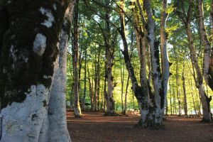 faggetamasistro_pollino_fratus_3