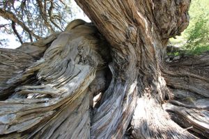 fratus_saintcrepin_2015_d