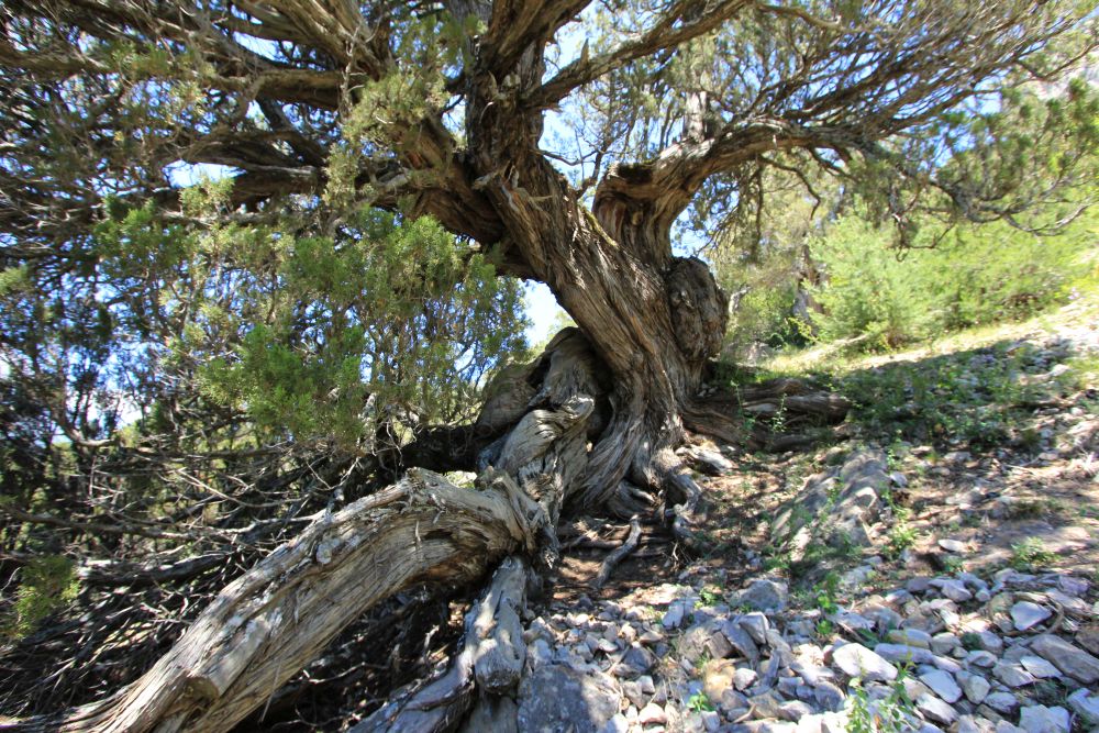 °Annodare i tuoi mille anni° – Workshop a Sasso Erminia (RN)