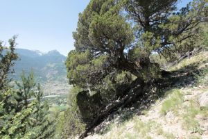 fratus_saintcrepin_2015_f