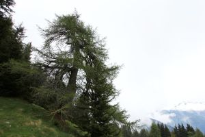 fratus_valsaviore_laricemalhacasentia_1