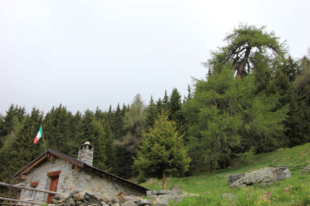 Per chi se lo fosse perso: il larice di Malga&nbsp;Casentia