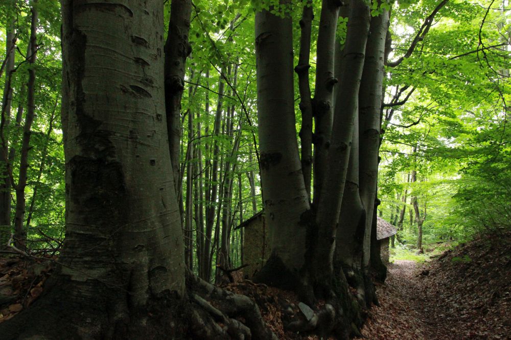 Lungo il sentiero dei partigiani fra Paraloup e&nbsp;Valloriate