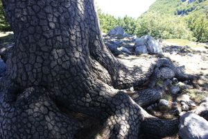 fratus_pollino_11_redux