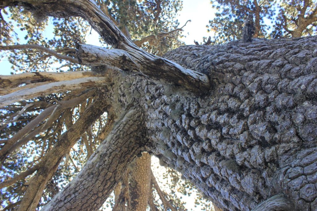 °Il libro delle foreste scolpite° | I protagonisti:&nbsp;Adone