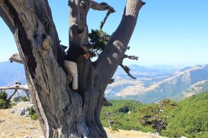 fratus_pollino_orione_2_redux