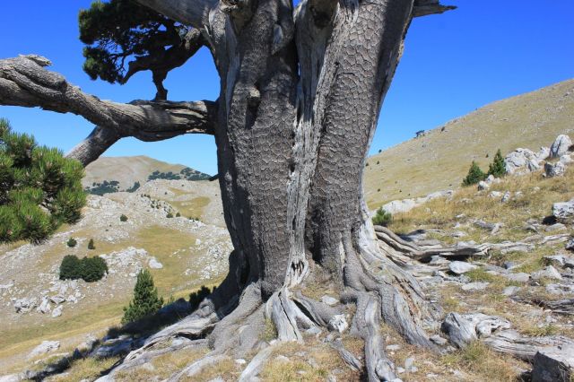 fratus_pollino_orione_3_redux