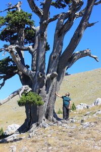 fratus_pollino_orione_4_redux