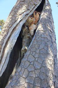 fratus_pollino_scuolanatomia_1