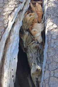 fratus_pollino_scuolanatomia_2