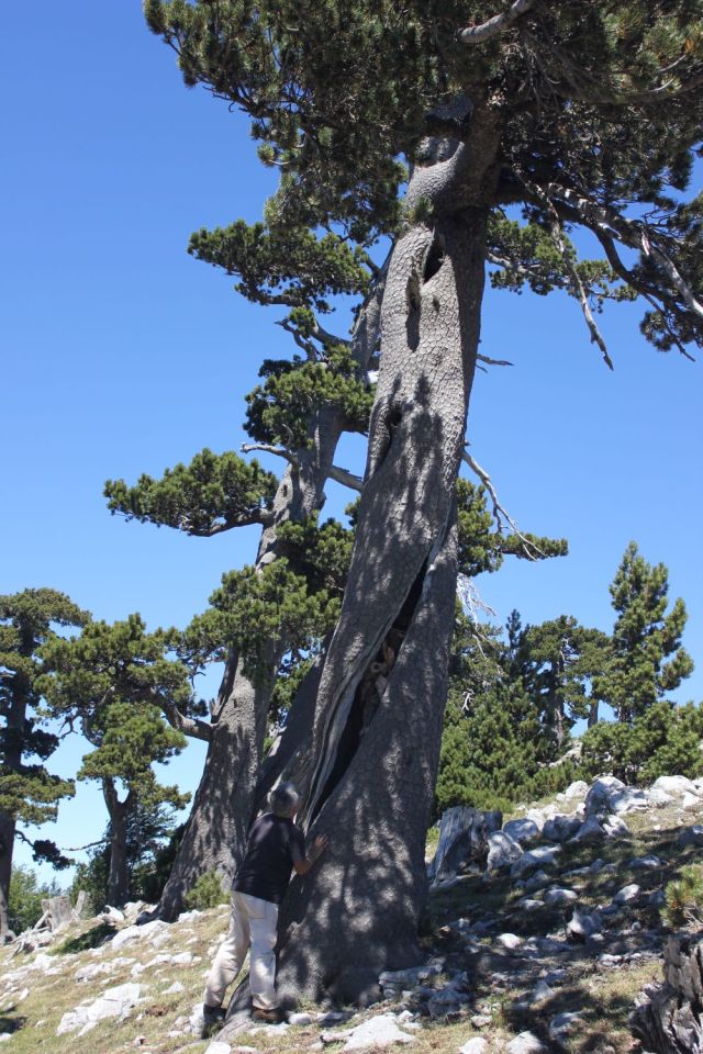 fratus_pollino_scuolanatomia_3