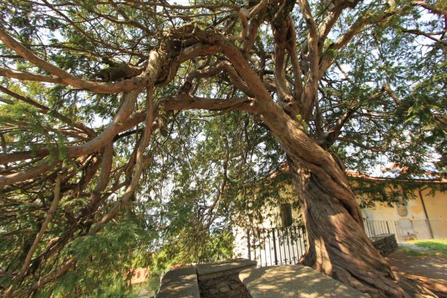 fratus_tassocavandone2015_a_redux