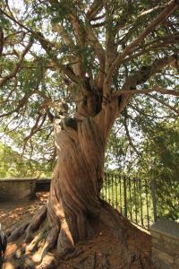 fratus_tassocavandone2015_b_redux