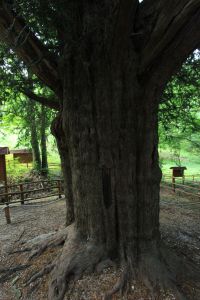 tassofonteavellana_fratus_4