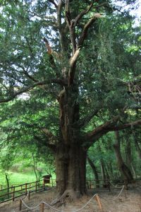 tassofonteavellana_fratus_5