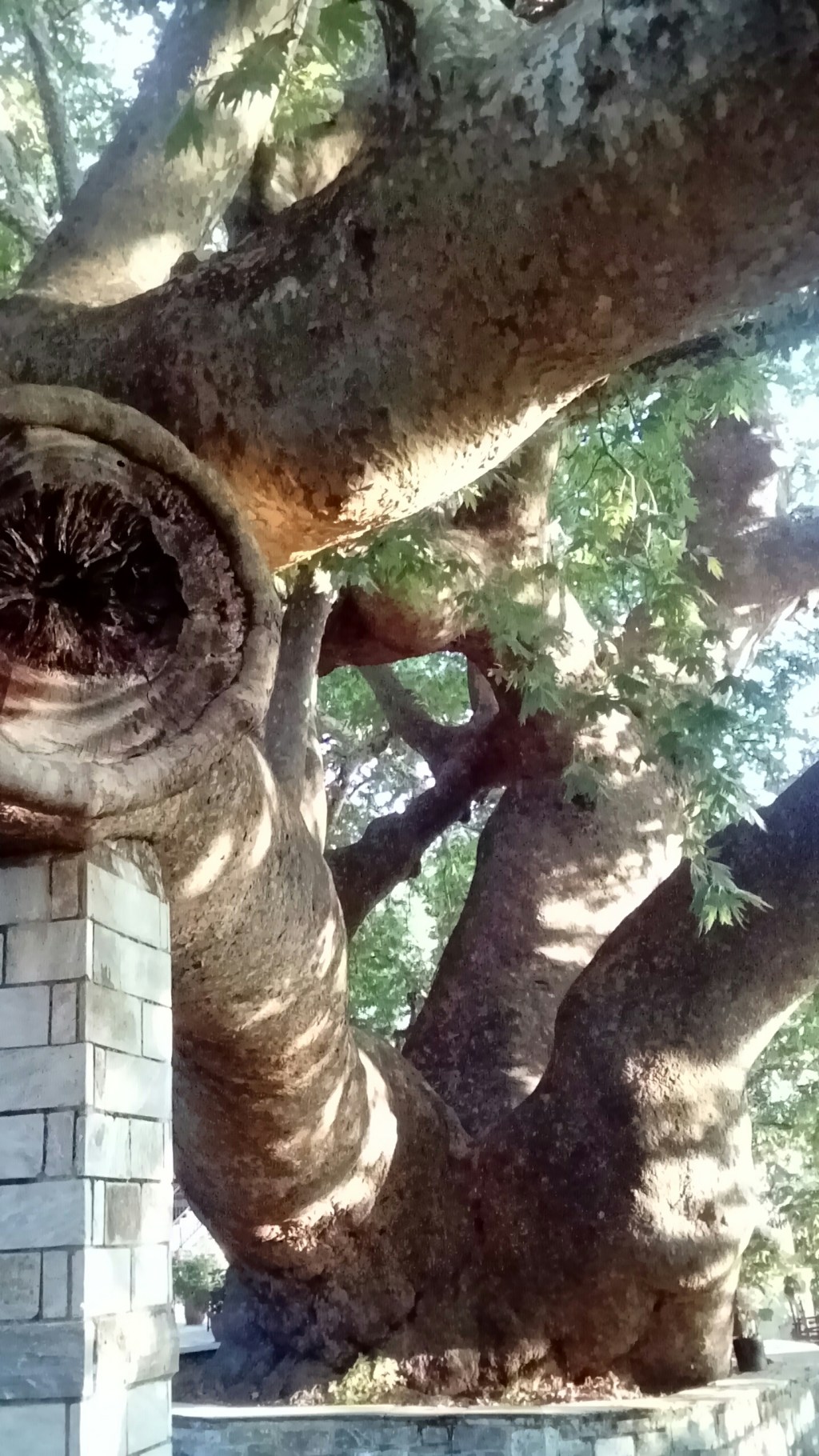 Il platano che è un&nbsp;bosco