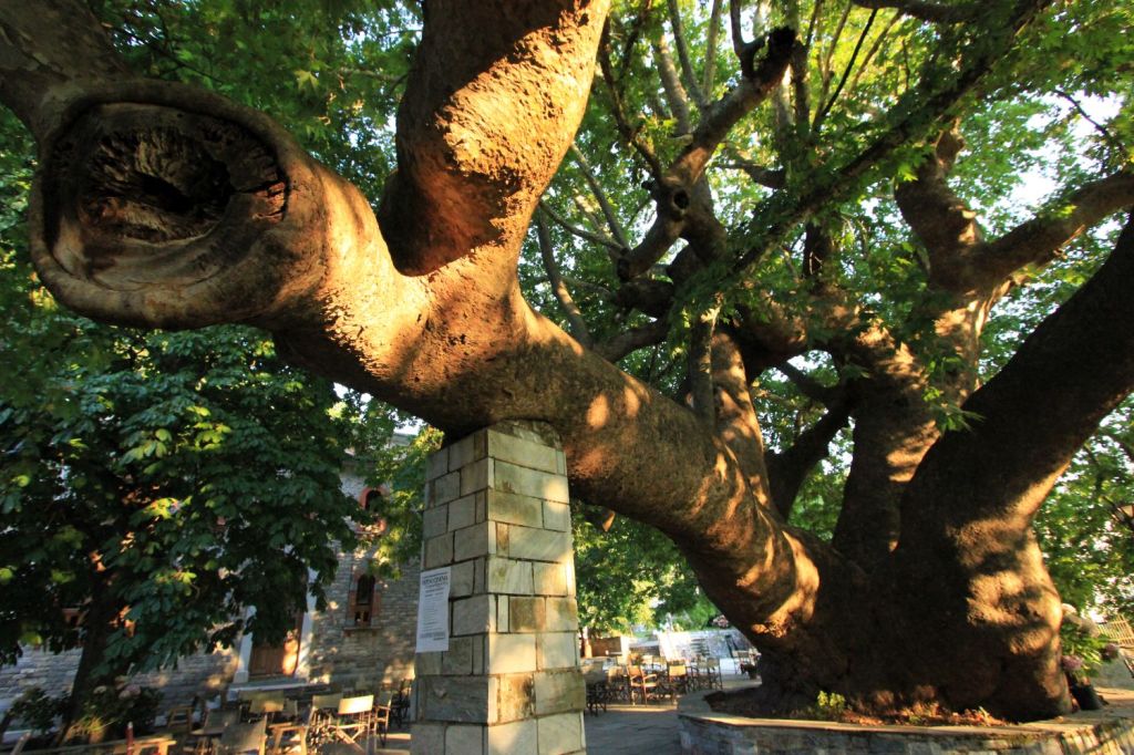Il canto della Terra passa per il platano di&nbsp;Tsagarada