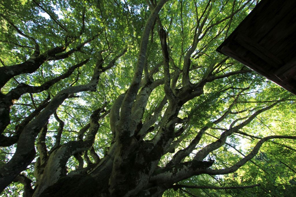 Il faggio che assomiglia alla mano di un&nbsp;titano