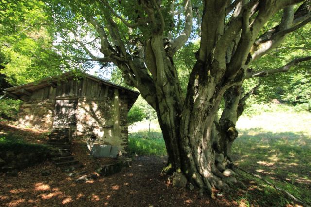 faggiomocheni_fratus_2015_2_redux