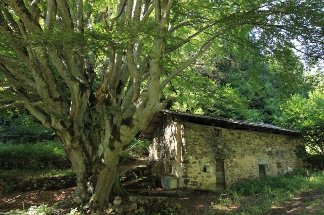 faggiomocheni_fratus_2015_redux