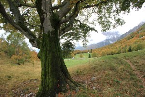 fagheron_cansiglio_fratus_2015_b_pic