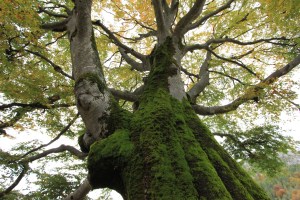 fagheron_cansiglio_fratus_2015_c_pic