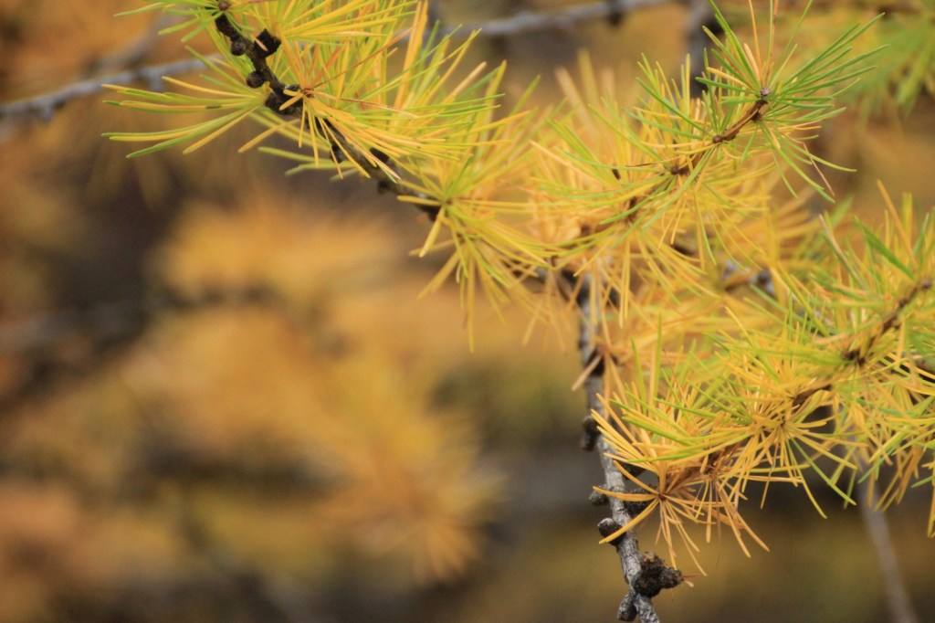 Le poesie sono marchingegni&nbsp;ottici