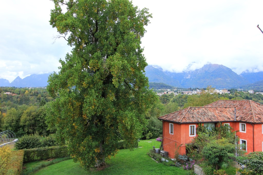 L’alberone di Dino Buzzati su °La&nbsp;Stampa°