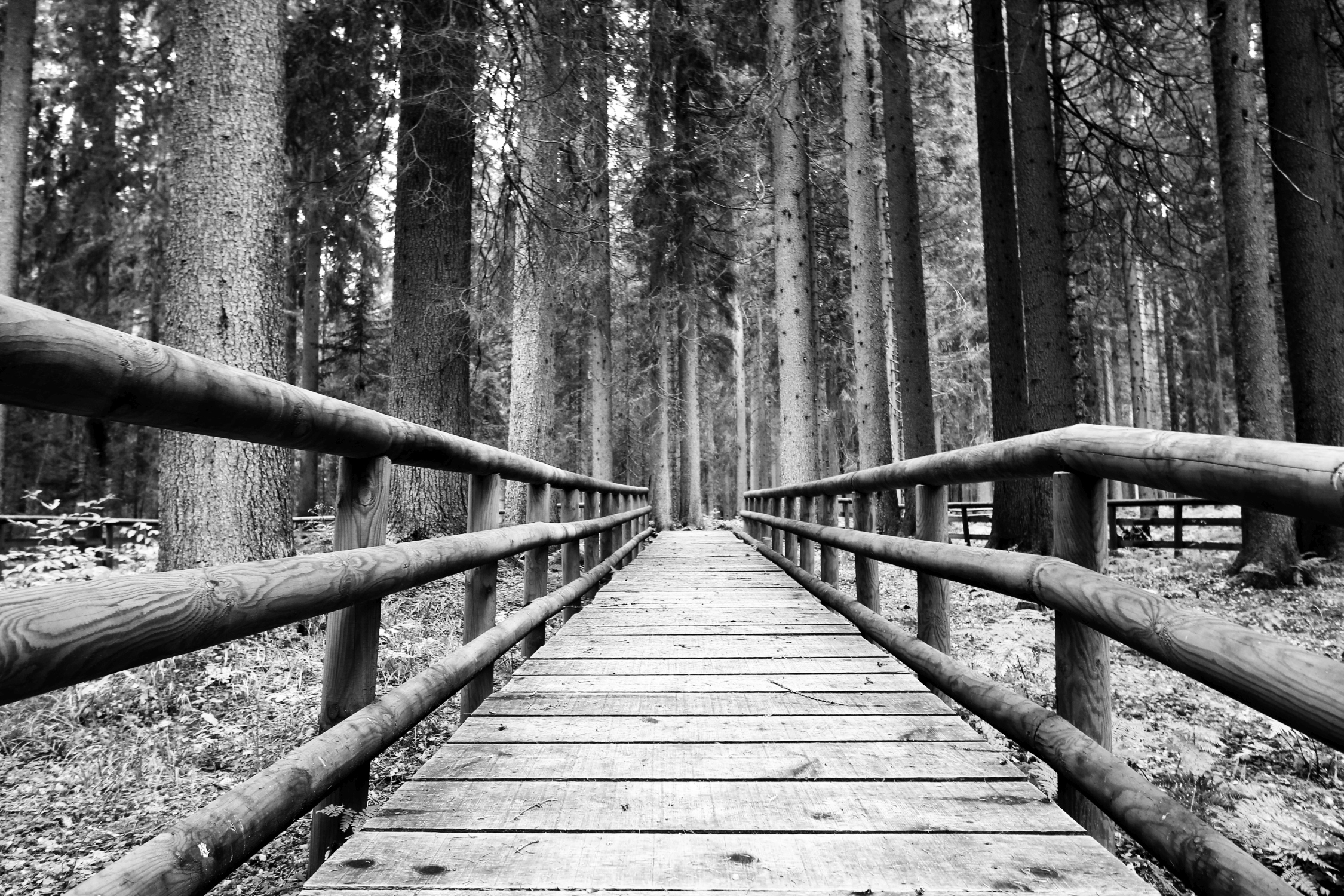 10_iotiaspetto_fratus_2015