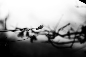 11_sospensione_fratus_2015