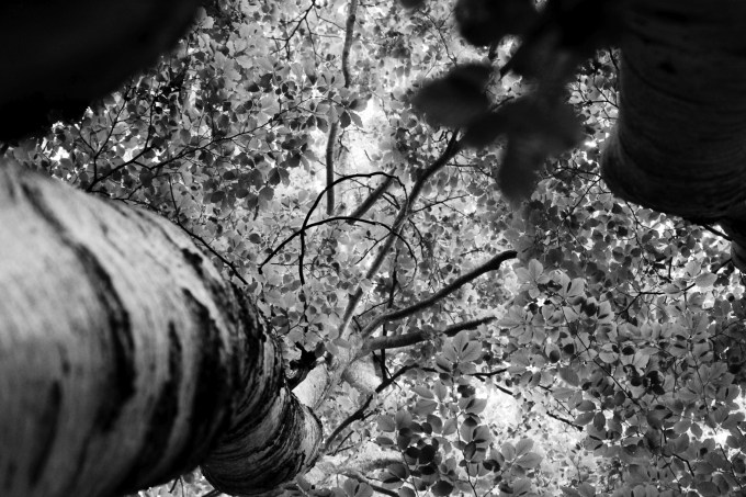 6_eccehomo_fratus_2015