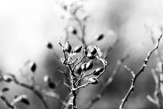 8_scultura_fratus_2015