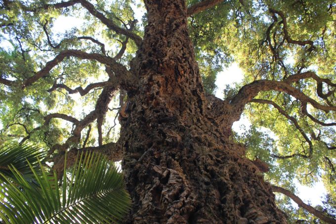 firenze_giardinodeisemplici_sughera_fratus_redux