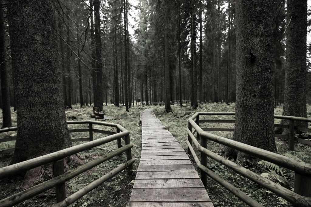 Oggi su °La Stampa° gli abeti di Val&nbsp;Visdende