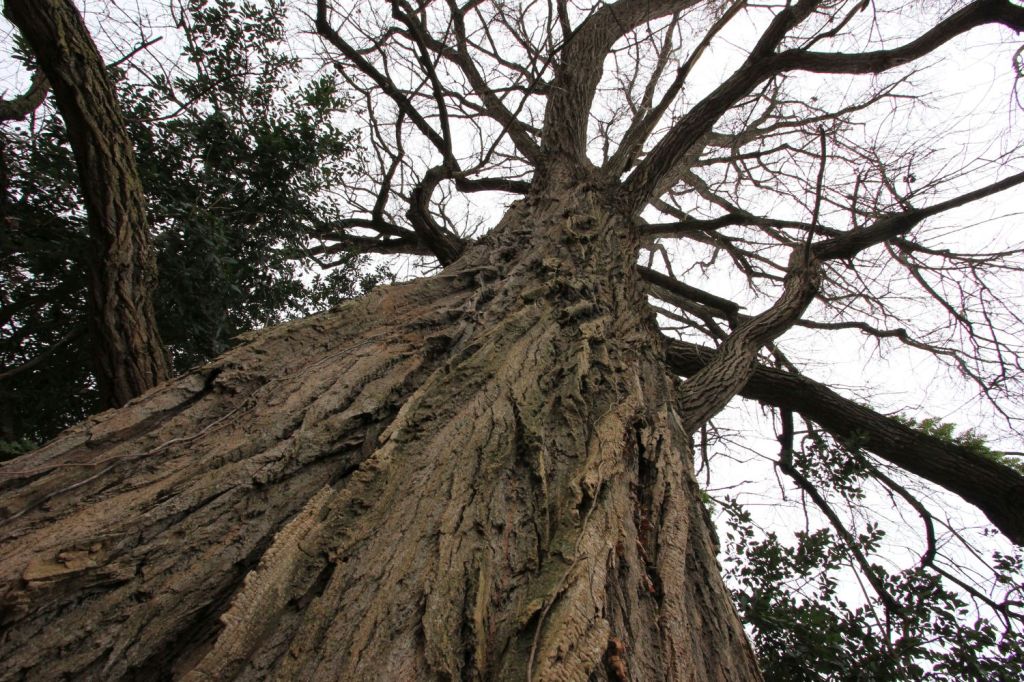 Il grande pioppo di&nbsp;Ninfa