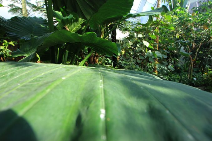 trauttmansdorff_fratus_a