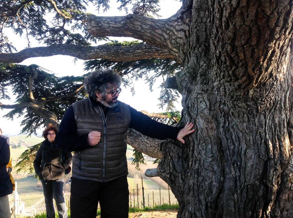 Il cedro delle Langhe: 160 anni con Homo Radix e Vento&nbsp;Matteo