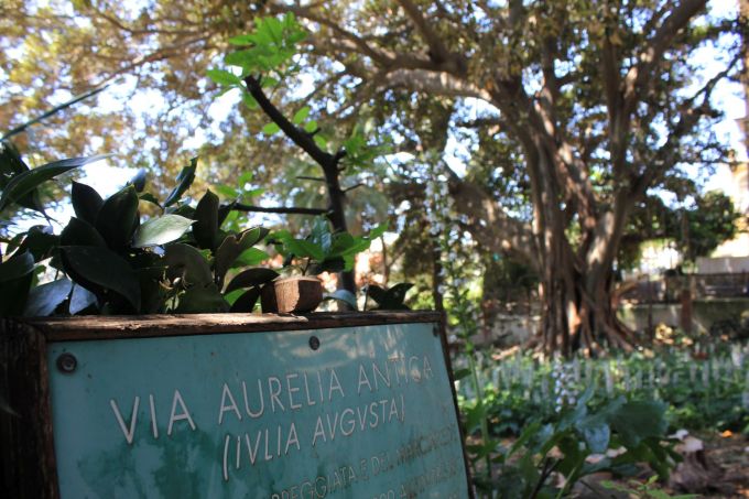 fratus_bordighera2_bicknell